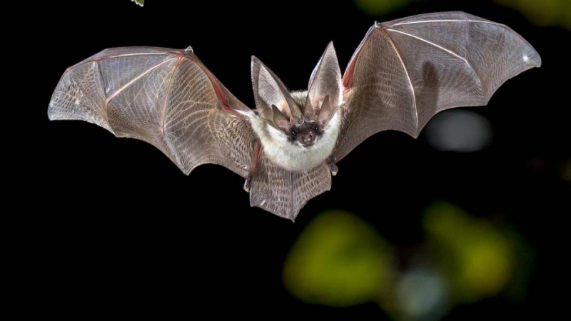 Vigilância Sanitária alerta sobre como agir com morcegos