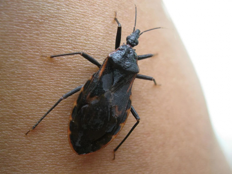 Saúde de Tibagi realiza ação de combate à Doença de Chagas