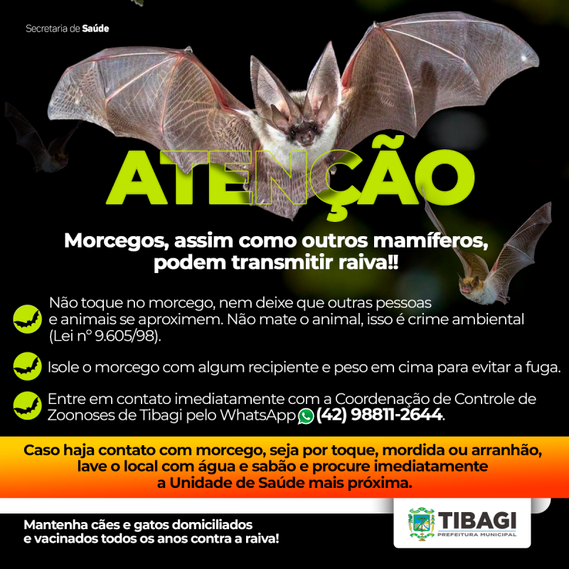 Controle de Zoonose orienta sobre cuidados com morcegos, após caso de raiva