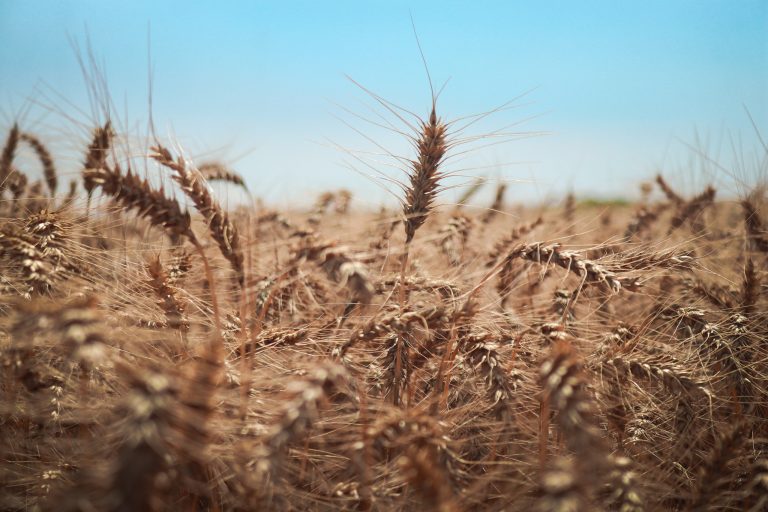 Tibagi é o 3º maior produtor de trigo do Paraná e líder nos Campos Gerais