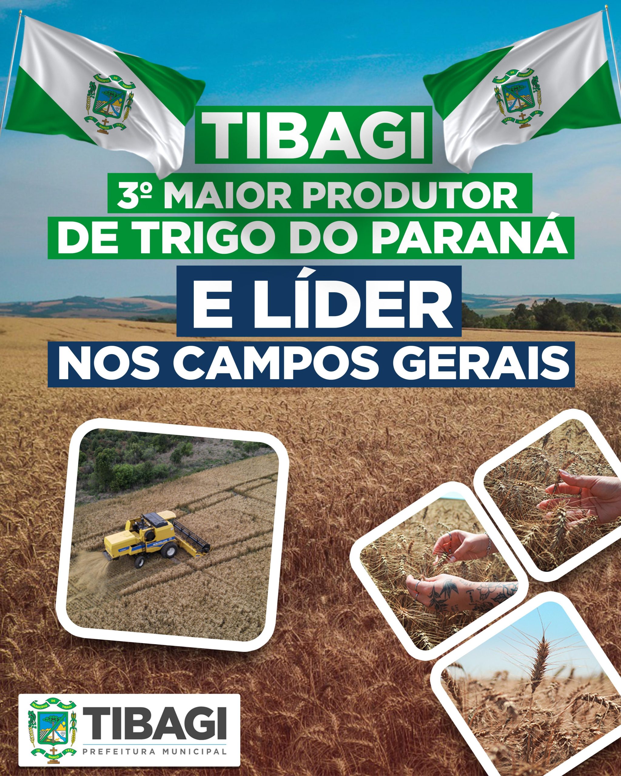 Imagem da Notícia: Tibagi é o 3º maior produtor de trigo do Paraná e líder nos Campos Gerais