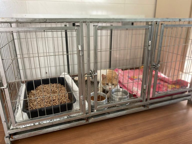 Tibagi confirma primeiro caso de esporotricose em gato