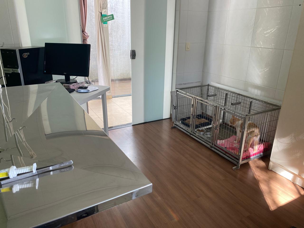 Imagem Notícia: Tibagi confirma primeiro caso de esporotricose em gato